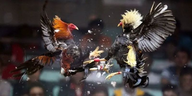                               Giới Thiệu Chung Về Đá Gà PG99